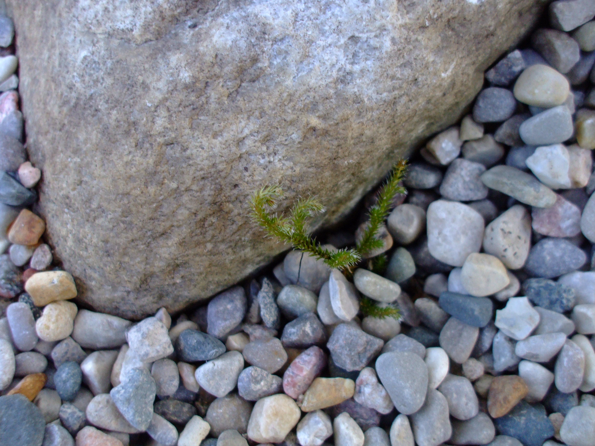 Selaginella rupestris
